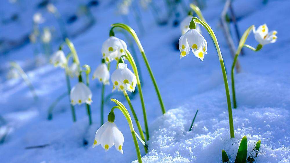 Kommende Woche kämpft der Winter mit dem Frühling um die Vorherrschaft: Frühlingsknotenblumen im Schnee