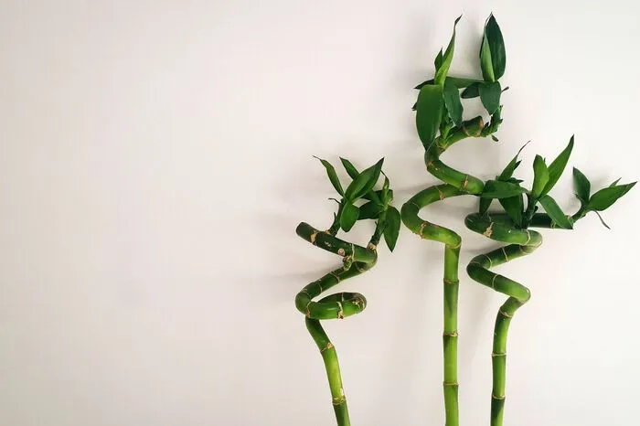 Lucky Bamboo. Egal ob im Topf oder einstielig und abgeschnitten: Der kleine Bambus aus Asien ist sehr pflegeleicht. Bekommt er ein sonniges Plätzchen, verschmerzt er auch beim Gießen vergessen zu werden. Alle zwei Wochen ein bisschen Wasser reicht aus. 