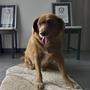 Der portugiesische Hirtenhund Bobi starb im vergangenen Oktober