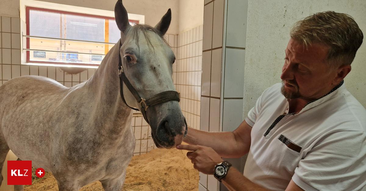 Lipizzaner-Hautkrebsrisiko-So-gef-hrdet-sind-die-wei-en-Pferde