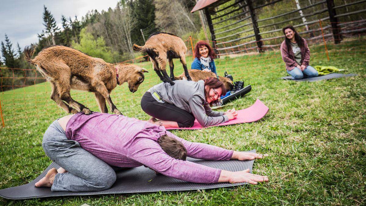 Ziegenyoga in Outschena am Martinihof