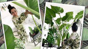 60 Zimmerpflanzen: Tamara Müller liebt ihren &quot;Dschungel&quot;