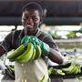Plus 20 Prozent bei Bananen: 2018 als Fairtrade-Erfolgsjahr