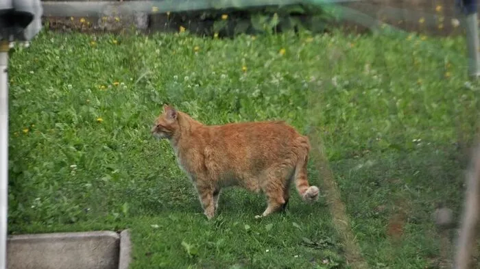 Dieser Kater wurde von der Feuerwehr Voitsberg aus einer Garage befreit
