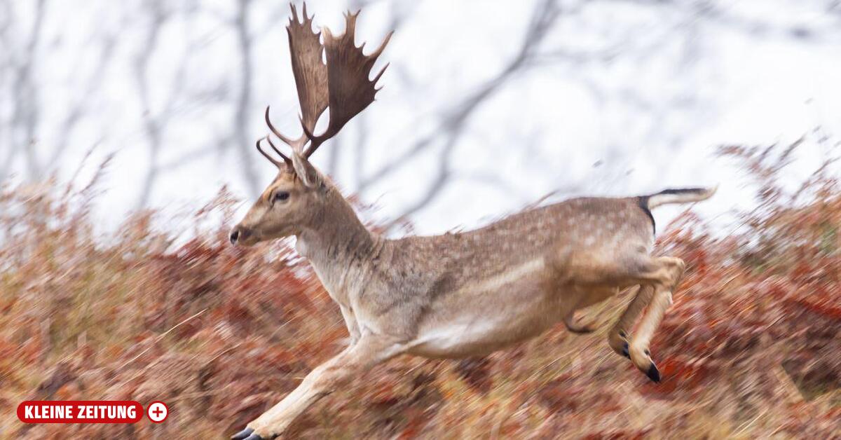 Happy End in Kärnten: Hirsch Bruno darf auf Gut Aiderbichl leben