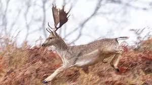 Fünf Hirsche finden ein neues Zuhause auf Gut Aiderbichl