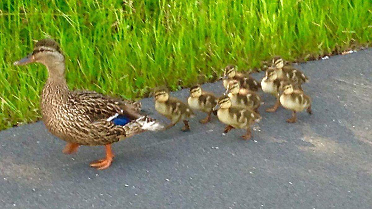 Die gerettete Entenfamilie