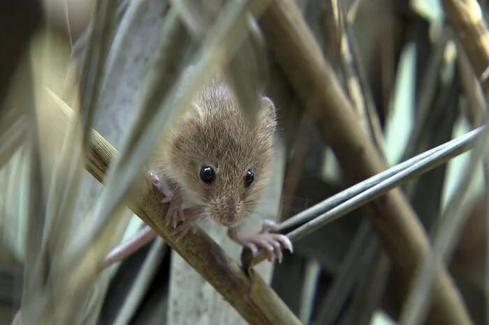 Bodensee: Eine Zwergmaus im Schilfgürtel, der sich rund um das Naturschutzgebiet Rheindelta zieht.