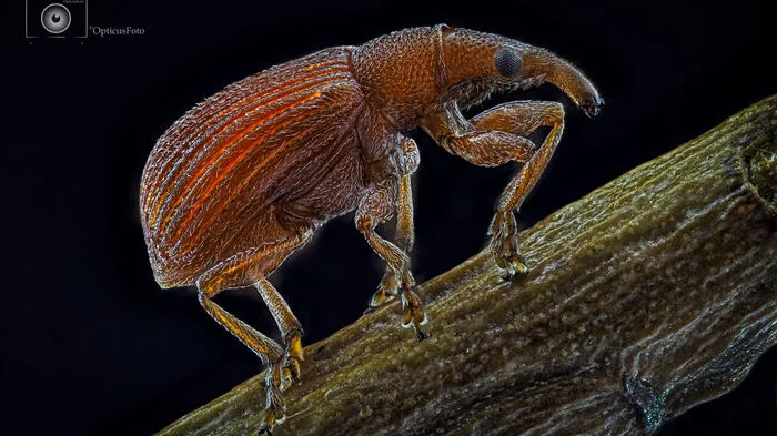 Tiere wie einen Sauerampfer-Spitzmausrüssler...