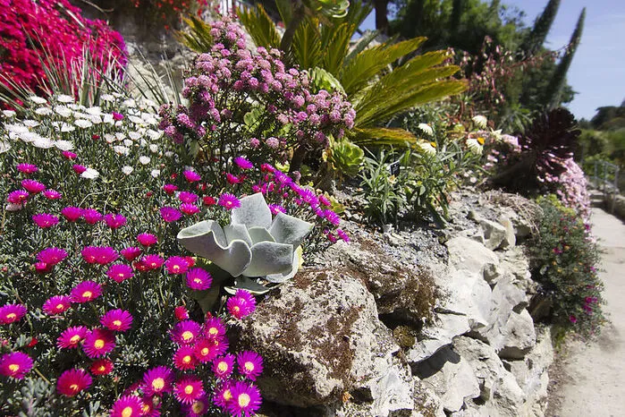 In Ventnor an der Südküste treibt das milde Klima die wildesten Blüten. Wo sich einst Lungenkranke in einem Sanatorium erholten, wurde 1970 ein botanischer Garten mit mehr als 30.000 subtropischen Pflanzen angelegt.