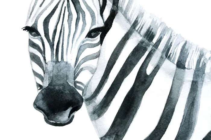 Wir betreten den Zebrastreifen täglich, um die Straße zu queren. Doch warum trägt das Zebra Streifenlook? Zuerst nahm man an, dass die Streifen Tsetsefliegen abhalten sollen. Eine spätere Theorie sieht einen Zusammenhang zwischen Streifen und Temperatur. Das Muster stelle eine natürliche Kühlung dar. Damit ließe sich erklären, warum es bei manchen Tieren weniger ausgeprägt ist.  