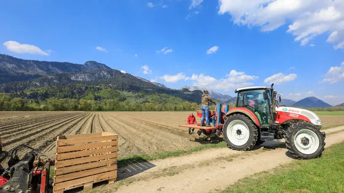 Am vergangenen Wochenende setzte die Familie Schweiger vom Schwoagahof die heurigen Erdäpfel in ihre Äcker am Ennsboden.