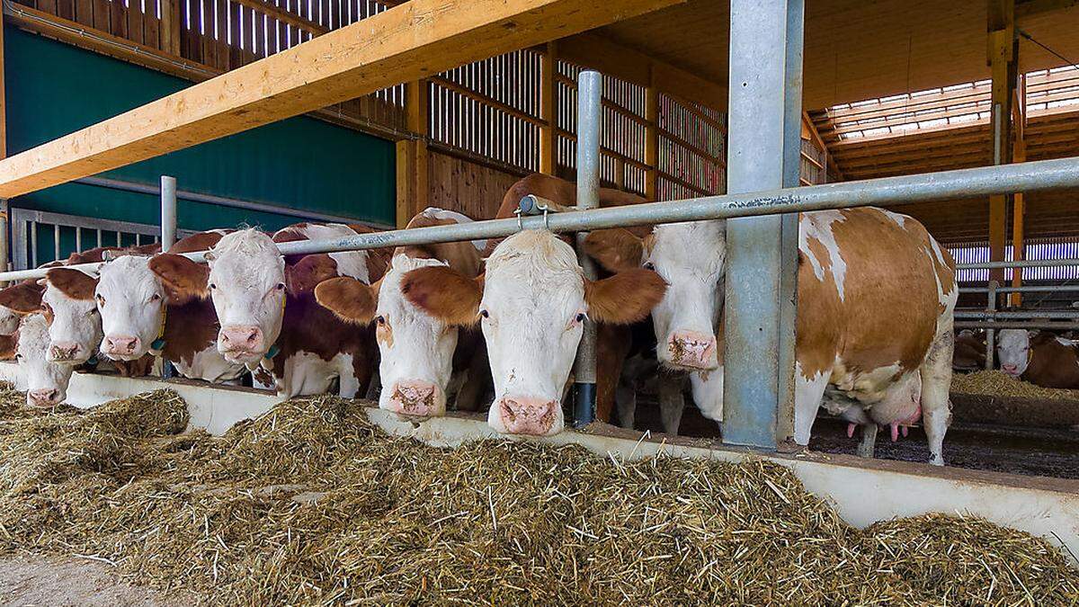 Bei der Milchproduktion ist Kärnten sehr gut aufgestellt