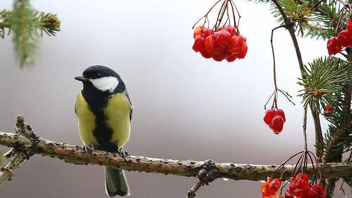 Die Steirer folgten dem Aufruf von Birdlife und zählten auch heuer wieder die Wintervögel in ihren Gärten: Auf Platz eins mit den häufigsten Sichtungen landete die Kohlmeise.