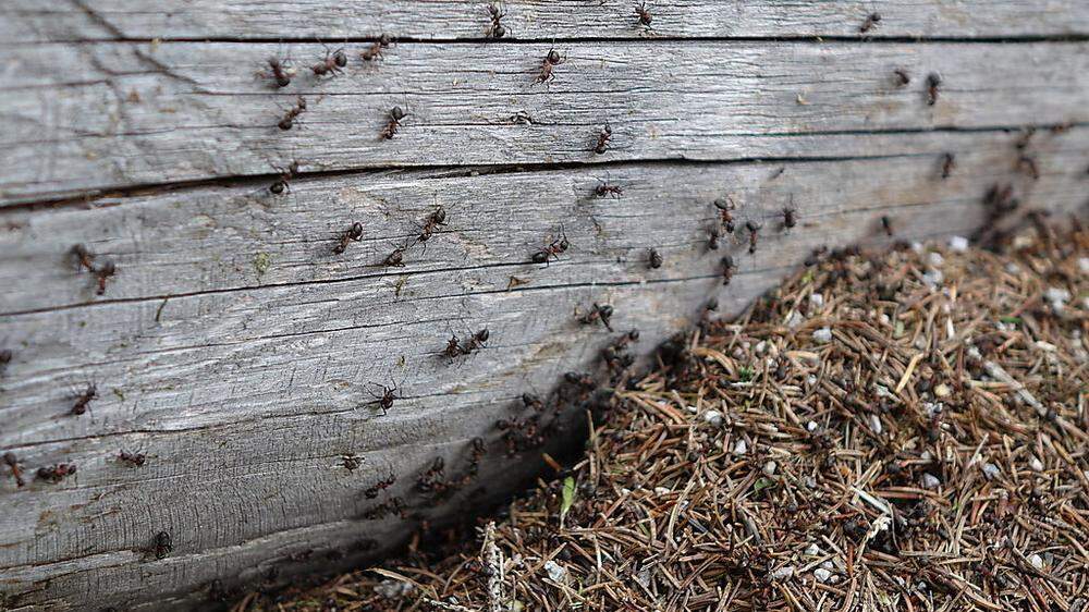 Ameisen zählen zu den Staaten bildenden Insekten und gehören zur Ordnung der Hautflügler