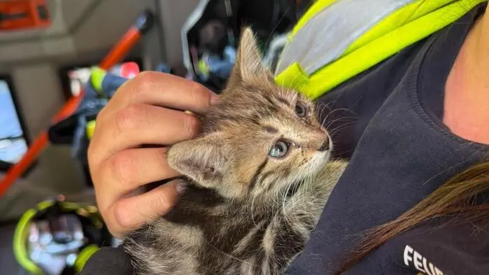 Die vier Wochen alte Katze am Weg zum Tierarzt