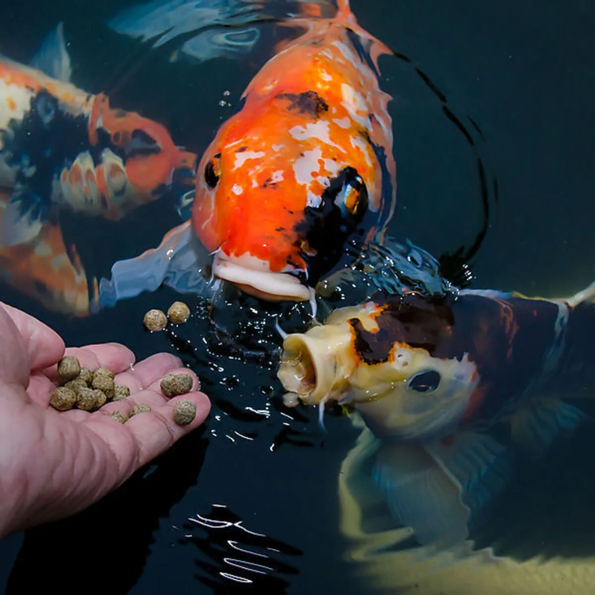 Springbok Puzzle 1000 Teile „Bunter Koi-Teich“ – Motiv Mit Fischen & Seerosen