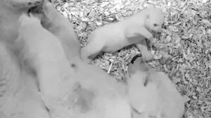 Eisbär-Nachwuchs im Tierpark Berlin