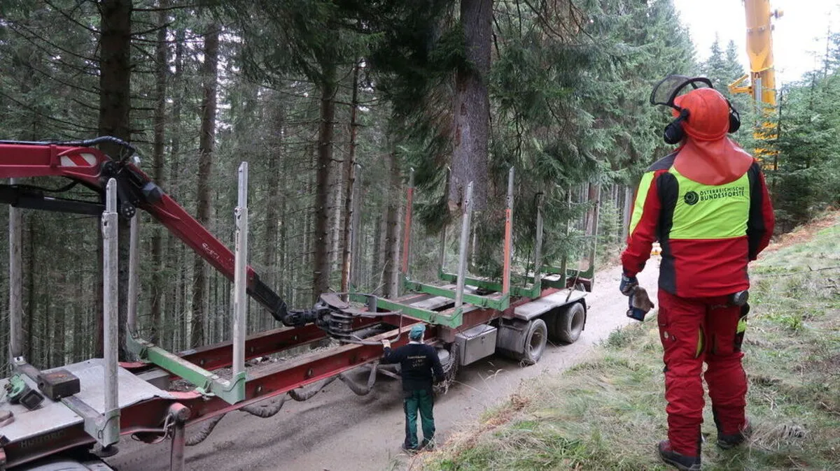 Der Christbaum wurde auf einen Tieflader verladen
