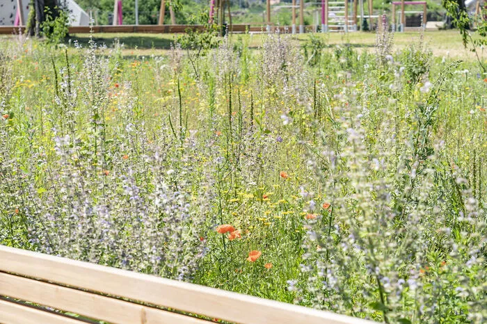 Blumenbeete wie im historischen Stadtpark gibt es im neuen Park nicht - dafür Wildblumen und Grünflächen, die teils nur zwei, drei Mal im Jahr gemäht werden sollen.