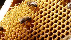 50 Prozent weniger Honig als im Vorjahr ernteten Imkerinnen und Imker in der Südoststeiermark und Weiz