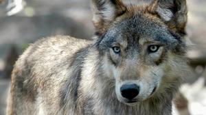 Jäger erlegten Donnerstag Abend im Villgratental einen Wolf (Symbolfoto)