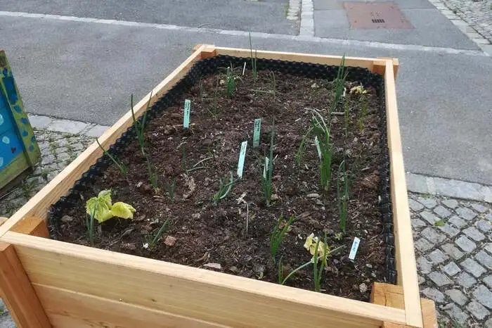 ...und kaum sind die Pflanzen ein wenig angewachsen, wurden sie von Unbekannten wieder ausgegraben.