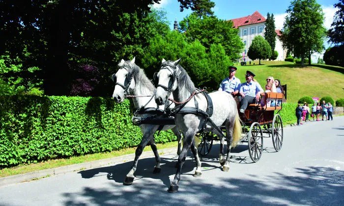 Ein Erlebnis für alle: Lipizzaner-Kutschenfahrten