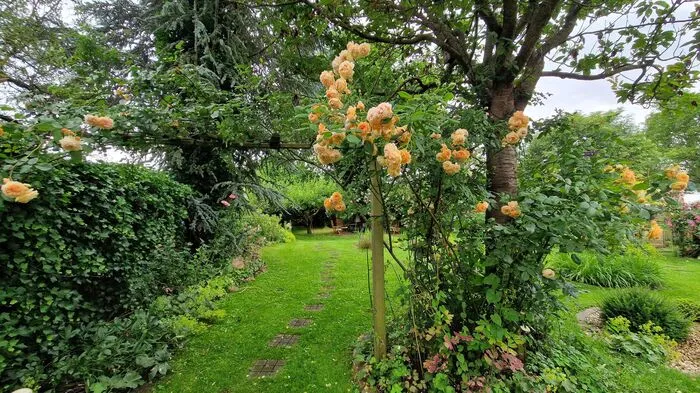 Auf 2500 m² erstreckt sich ein Gartentraum. Die Rose Graham Thomas (Austin Rose) ziert den Eingang...