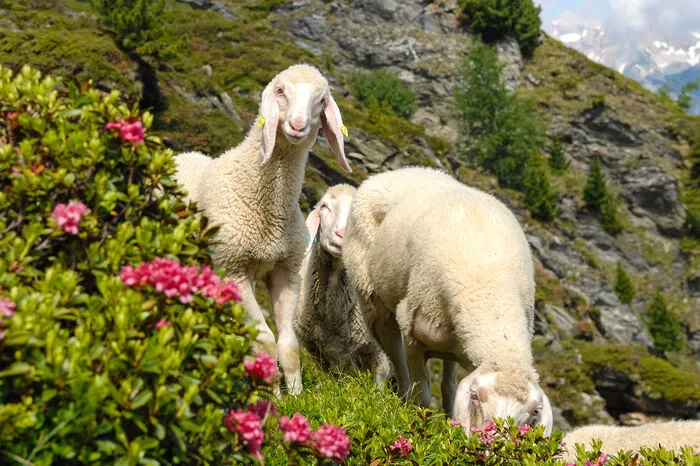 Schafzucht als Chance für die Landwirtschaft