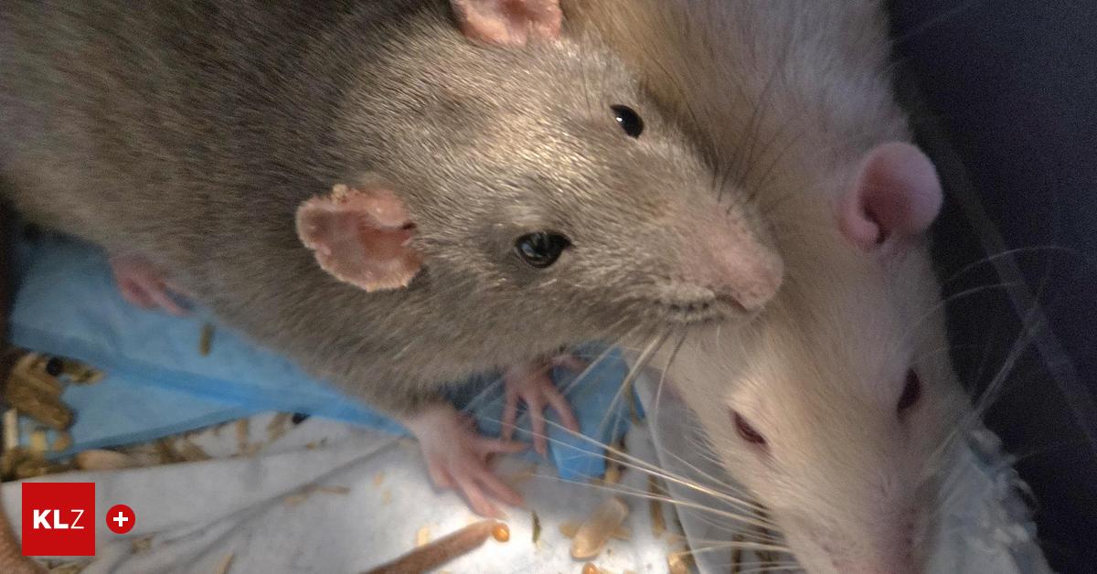 -Rettung-in-letzter-Minute-Hausratten-wurden-neben-M-llinsel-in-K-fig-ausgesetzt