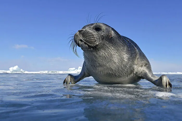 Flora und Fauna. Die im Winter bestens fettgepolsterten Baikalrobben sind nur eine der endemischen Arten des hiesigen Ökosystems: Mehr als die Hälfte der Pflanzen und Tiere, die rund um den See leben, kommen auch nur hier vor.