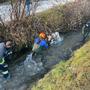 Feuerwehr auf Kälbchenjagd im Bach