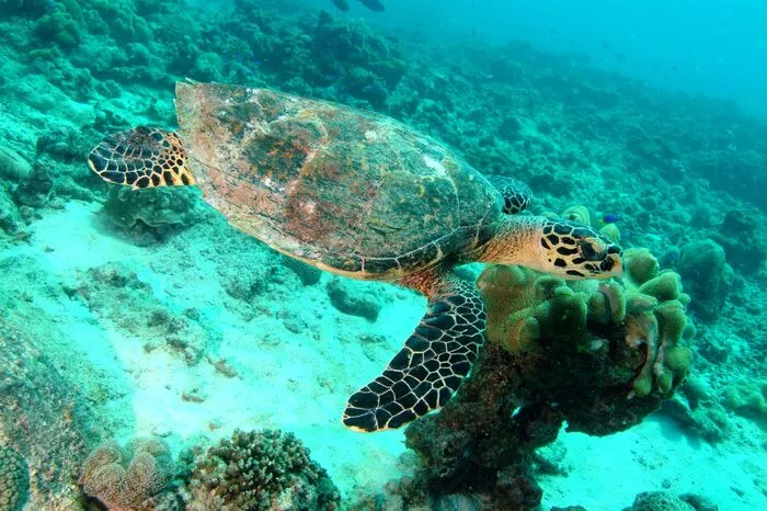 Coco Island. Die kleine unbewohnte Insel Coco Island beherbergt eines der schönsten Tauchparadiese der Seychellen. Besuchern der Unterwasserwelt begegnen farbenprächtige Schwärme von Doktor-, Mönchs- und Halterfischen ebenso wie Karettschildkröten oder Scherenschwanz-Sergeants. Unweit von Coco Island liegt die Insel Félicité. Hier ist die Wahrscheinlichkeit, eine Meeresschildkröte zu sehen, äußerst hoch. Die Insel ist in privatem Besitz und der Zugang ist streng reguliert. Daher empfiehlt es sich mit einem ortskundigen Tourguide direkt am Riff Halt zu machen. Im Kanal des Riffs treffen Taucher häufig auf Adlerrochen, Halterfische und Papageienfische.