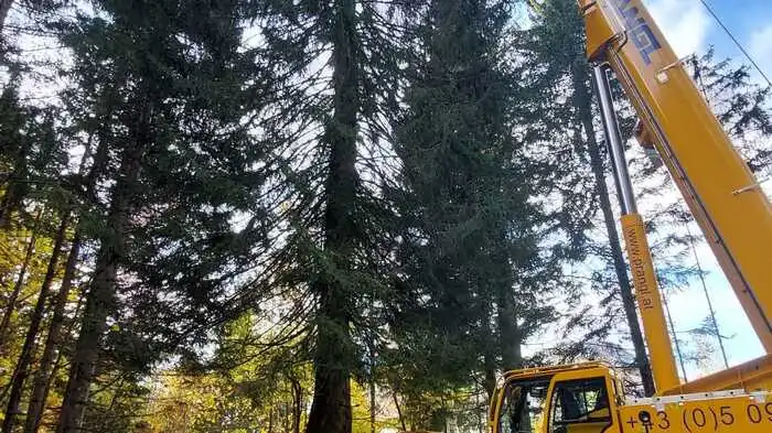 Am Loser in Altaussee wurde der Christbaum für Graz - eine 30 Meter hohe Fichte - gefällt