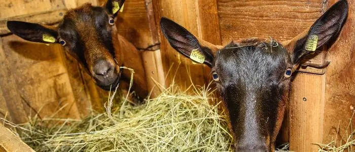 Mit einigen Ziegen flüchtete der Tierquäler nach Kärnten. Dort sind sie nach wie vor und es geht ihnen gut