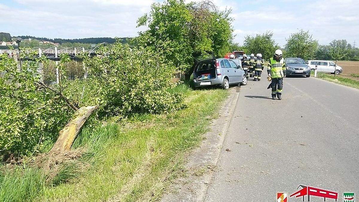 Das Auto mähte einen Baum um