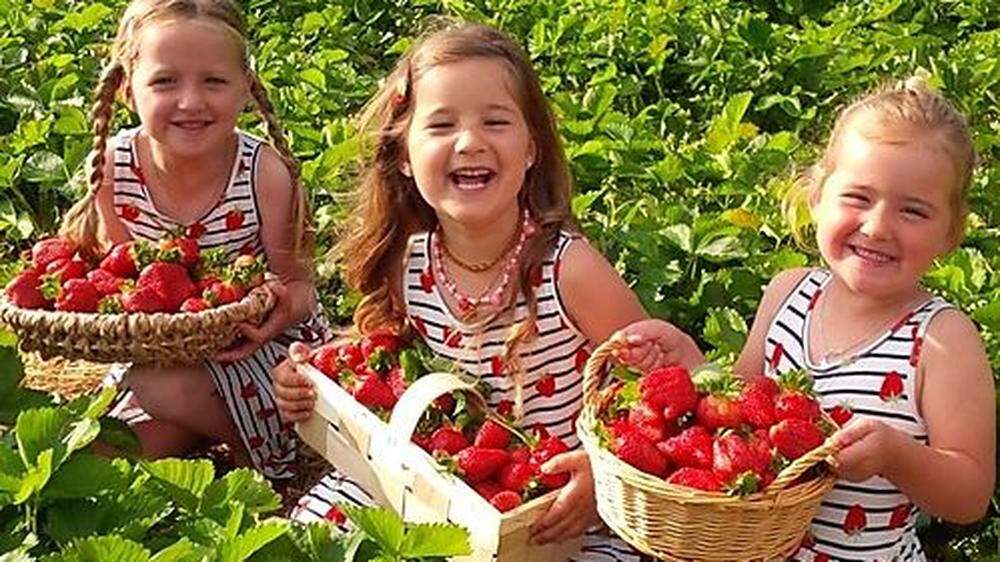 Eifrig Erdbeeren geklaubt wird aktuell etwa in der Erdbeeroase in Treffen
