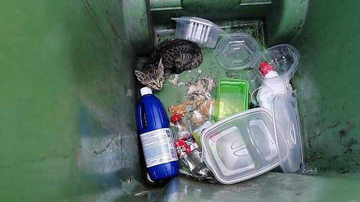 Die Katze befand sich in einer geschlossenen Mülltonne