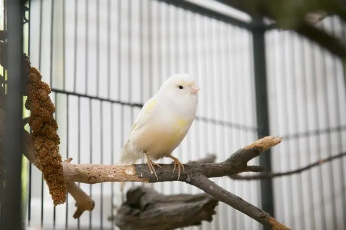 Der Brexit verärgert britische Vogelfans, denn die neuen Brexit-Regeln sind für ihre zierlichen Tiere lebensbedrohlich 