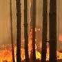 Auch in Österreich ist die Waldbrandgefahr groß