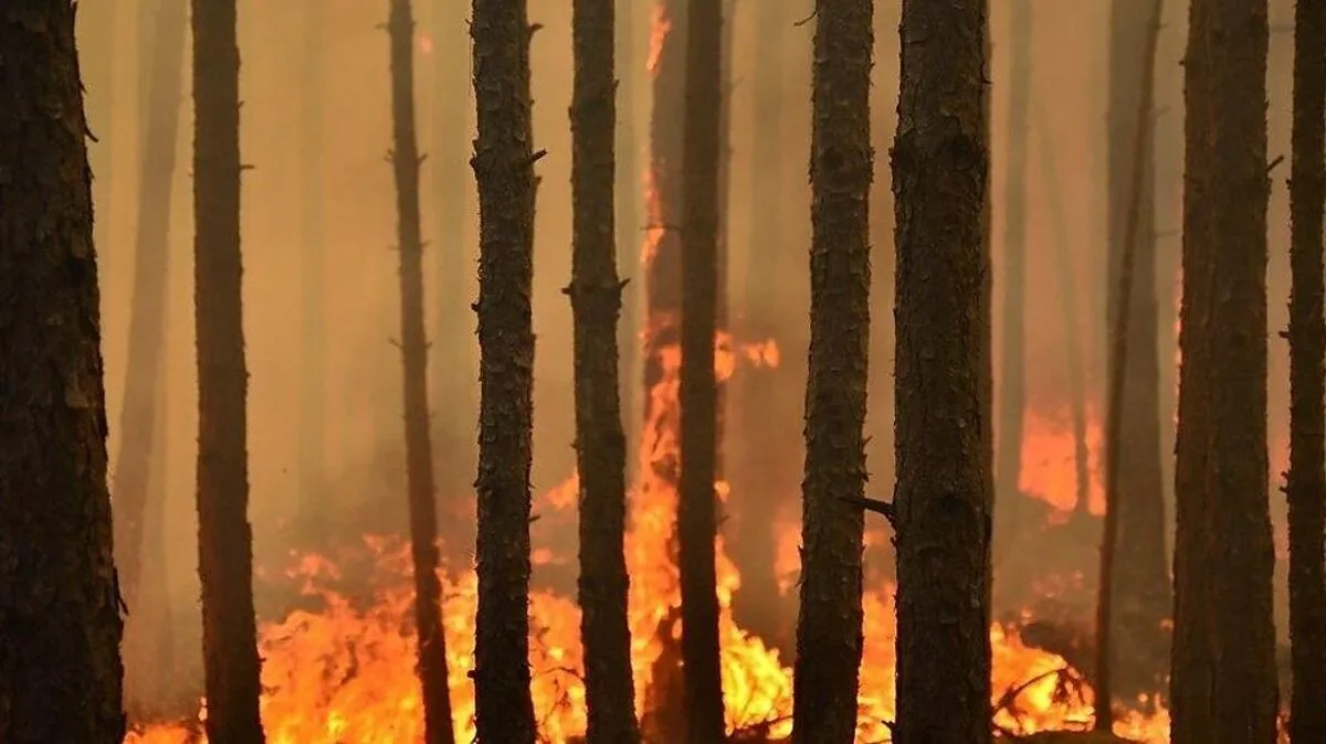 Auch in Österreich ist die Waldbrandgefahr groß