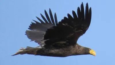 Maya wurde im Frühjahr 2015 auf Landskron geboren
