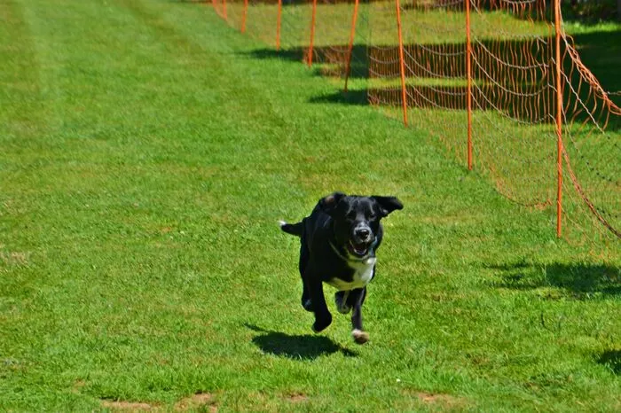 Claudia Sarrer, Tierschutzreferentin der Stadt Trofaiach hat das Hunderennen gemeinsam mit Maria Groiß und Christina Niederl organisiert