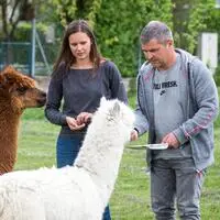 Vanessa Herzog und Tom Herzog mit ihren Alpakas