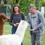 Vanessa Herzog und Tom Herzog mit ihren Alpakas