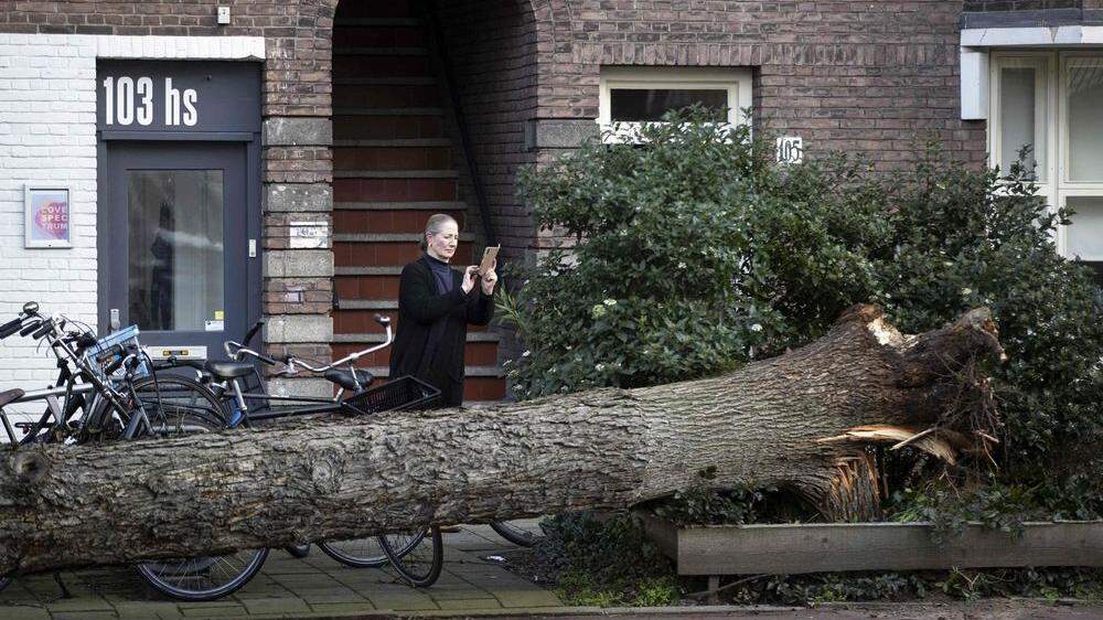 Entwurzelter Baum in Amsterdam