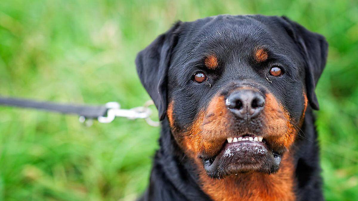 Die vermeintliche Anbieterin gab an, dass sich der Hund in Frankreich befindet (Sujetbild)