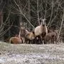 Das Mufflon ist eine Art Wildschaf und für Wölfe eine leichte Beute