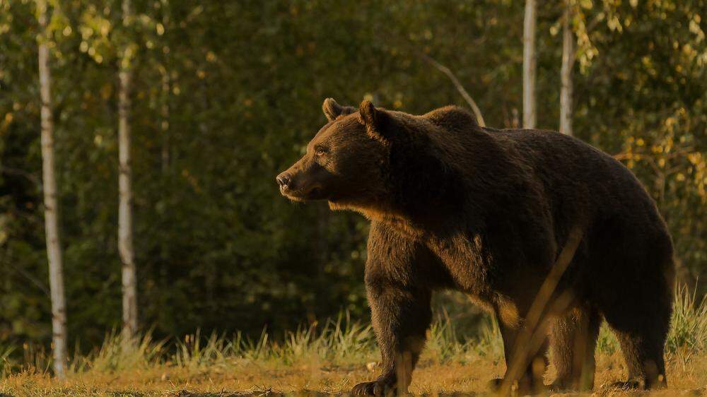 Im Alpen-Adria-Raum häufen sich die Zwischenfälle mit Bären (Symbolfoto)